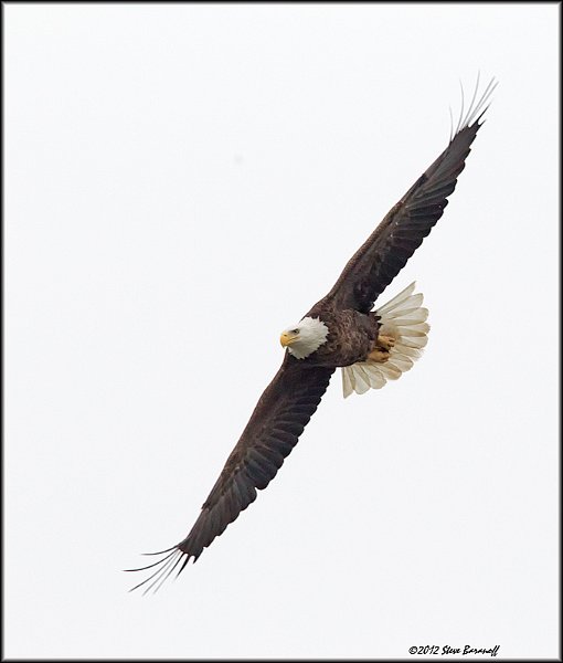 _2SB2484 american bald eagle.jpg